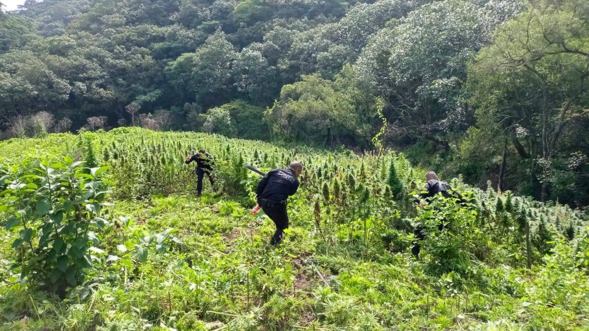 Plantios marihuana Etzatlan